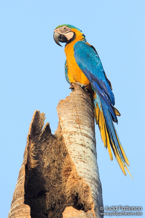 Blue-and-yellow Macaw, Matheson Hammock Park, Florida, United States