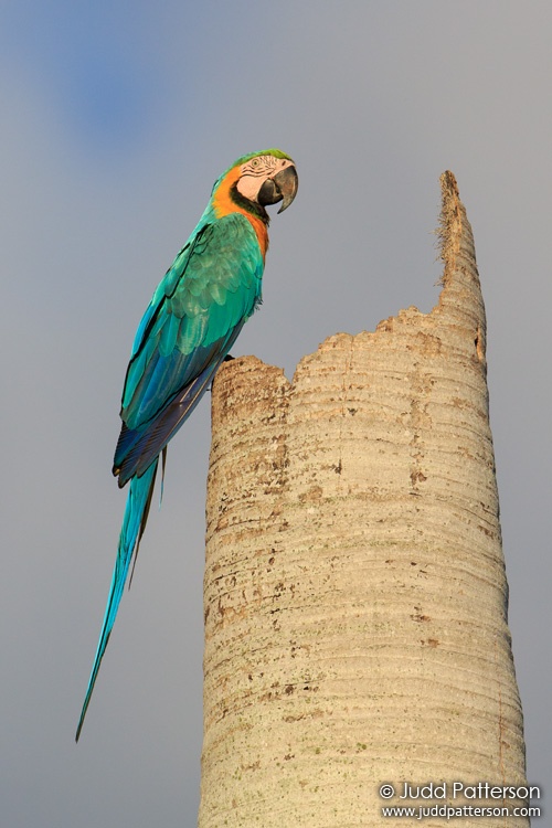 Blue-and-yellow Macaw, Miami-Dade County, Florida, United States