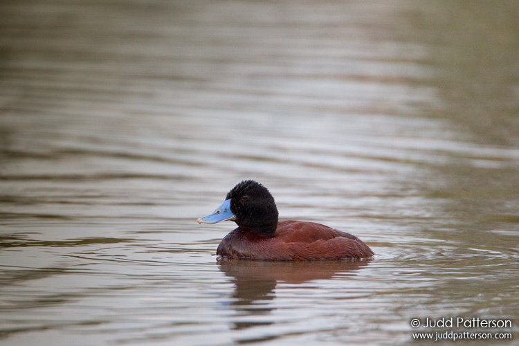 Blue-billed Duck, Mill Parkes Ponds, Victoria, Australia