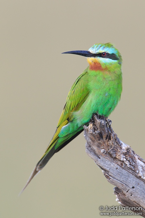 Blue-cheeked Bee-eater, Chobe National Park, Botswana