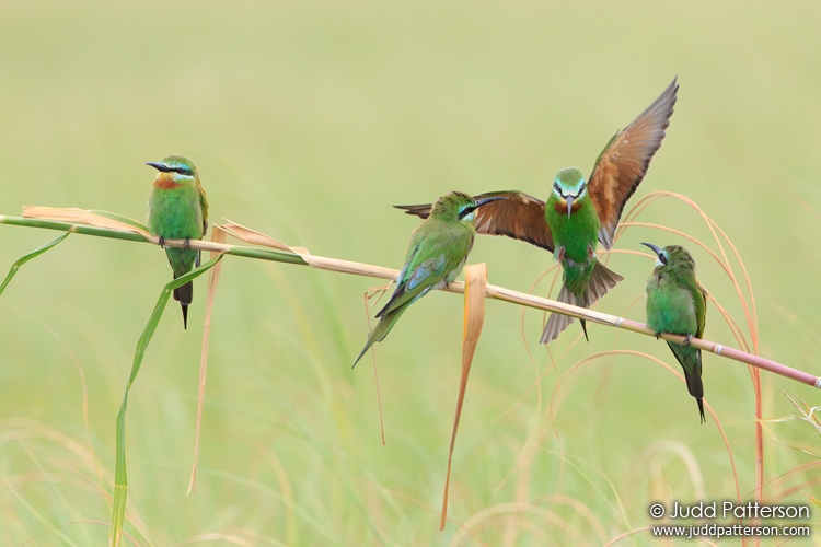 Blue-cheeked Bee-eater, Chobe National Park, Botswana