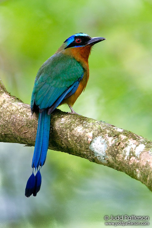 Trinidad Motmot, Asa Wright Nature Center, Trinidad, Trinidad and Tobago