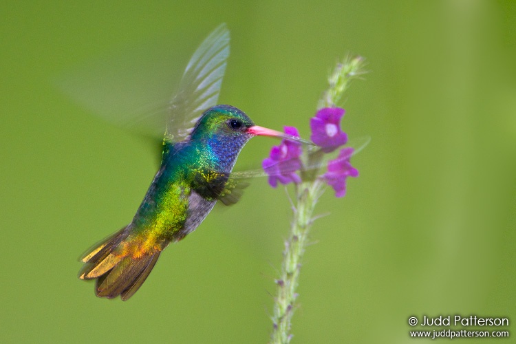 Blue-throated Goldentail, Arenal Observatory Lodge, Alajuela, Costa Rica