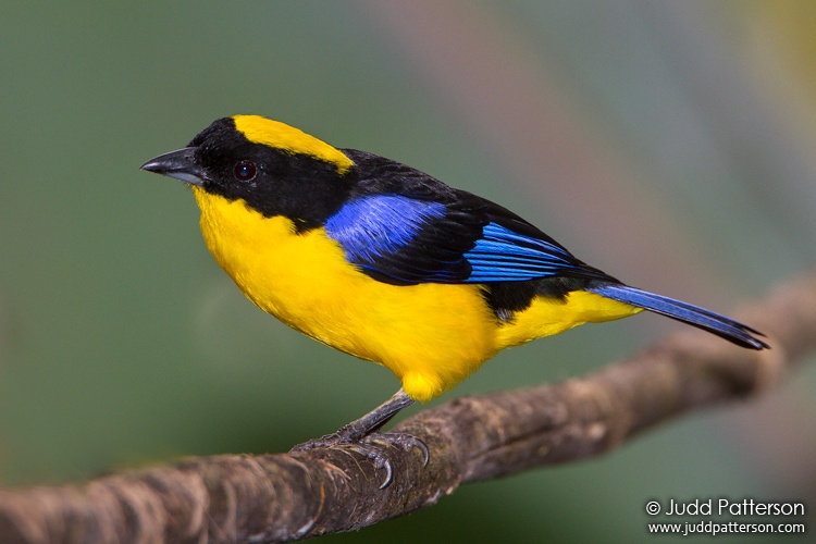 Blue-winged Mountain Tanager, Tandayapa Bird Lodge, Ecuador