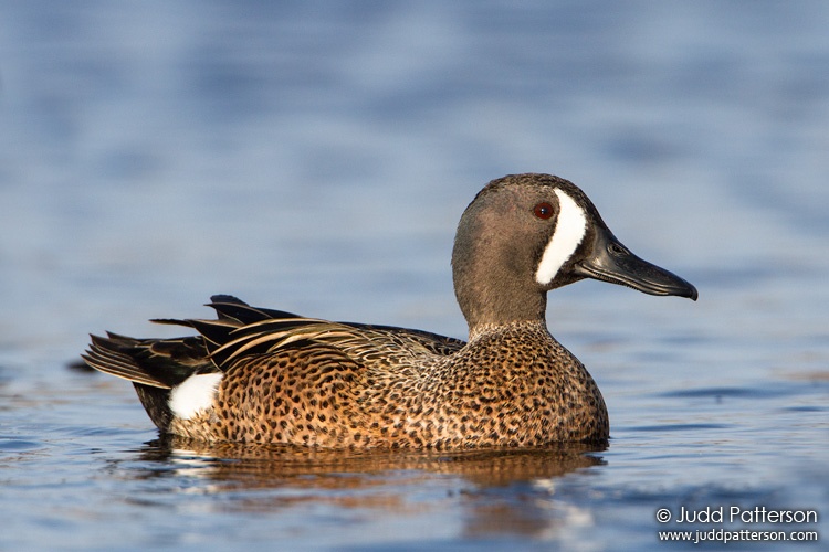 Blue-winged Teal, Viera Wetlands, Florida, United States