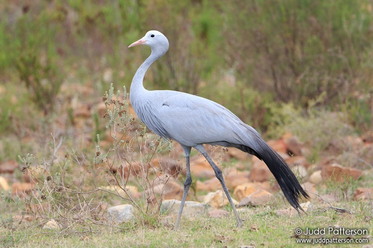 Blue Crane, South Africa