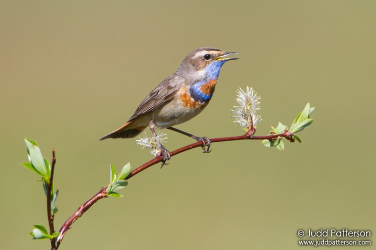 Bluethroat, Seward Peninsula, Nome, Alaska, United States