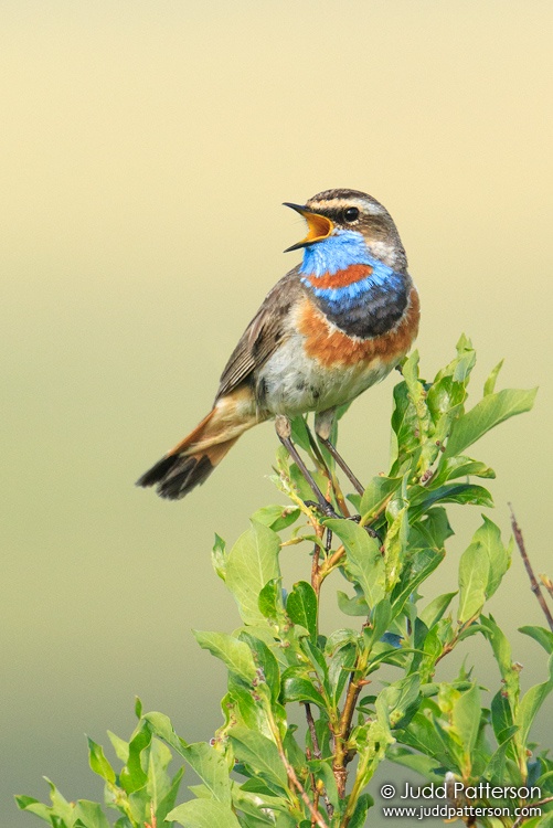 Bluethroat, Seward Peninsula, Alaska, United States