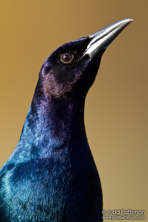 Boat-tailed Grackle, Green Cay Wetlands, Florida, United States