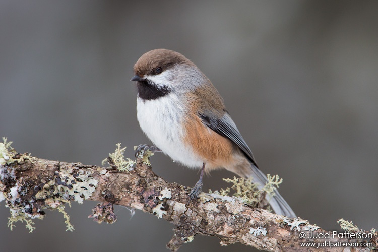 Boreal Chickadee, Sax-Zim Bog, St. Louis County, Minnesota, United States