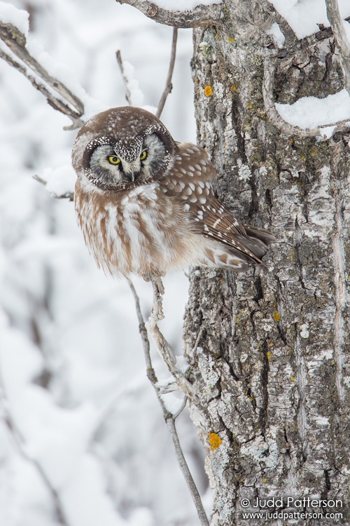 Boreal Owl, Sax-Zim bog, Minnesota, United States