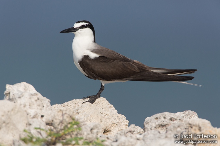 Bridled Tern, Dry Tortugas National Park, Florida, United States