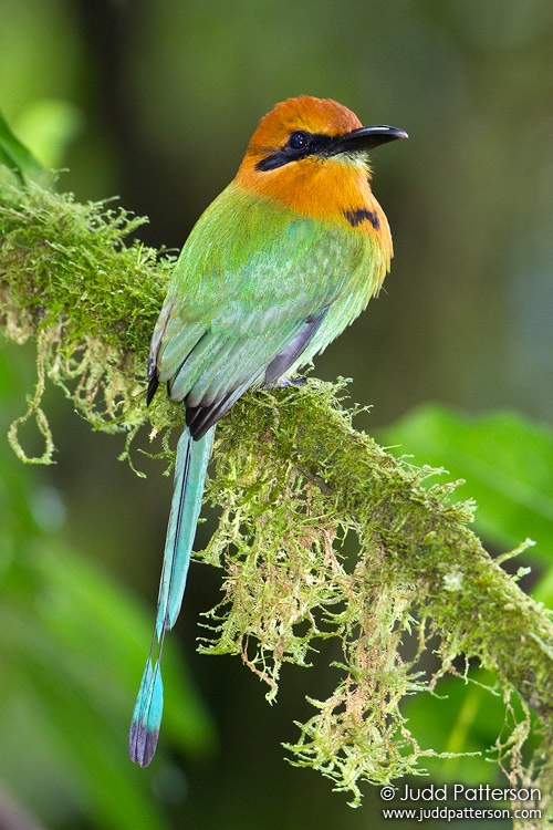 Broad-billed Motmot, Arenal Observatory Lodge, Alajuela, Costa Rica