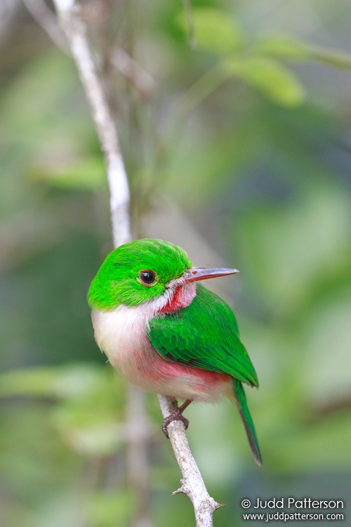 Broad-billed Tody, Rabo de Gato Trail, Dominican Republic