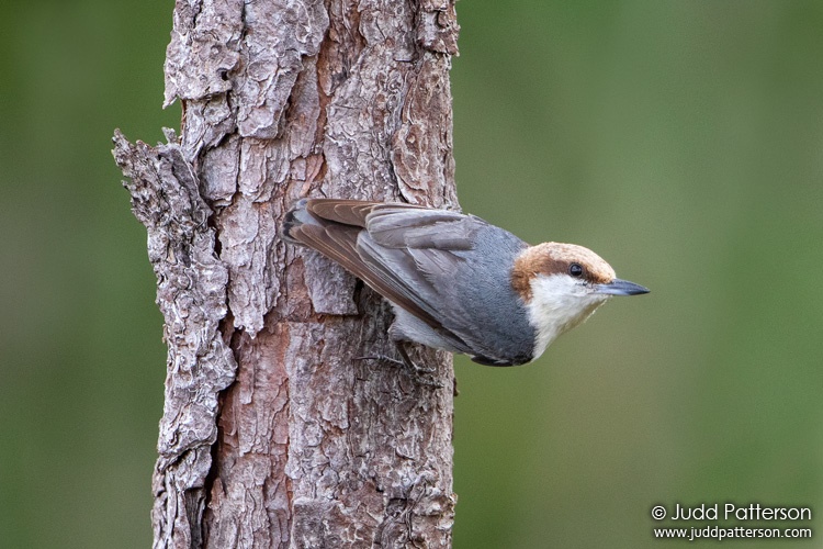 Brown-headed Nuthatch, Big Cypress National Preserve, Monroe County, Florida, United States