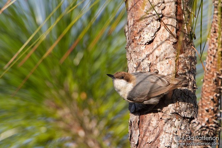 Brown-headed Nuthatch, Three Lakes Wildlife Management Area, Florida, United States