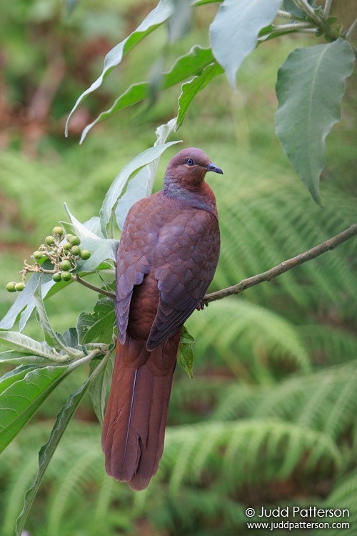 Brown Cuckoo-Dove, Lamington National Park, Queensland, Australia
