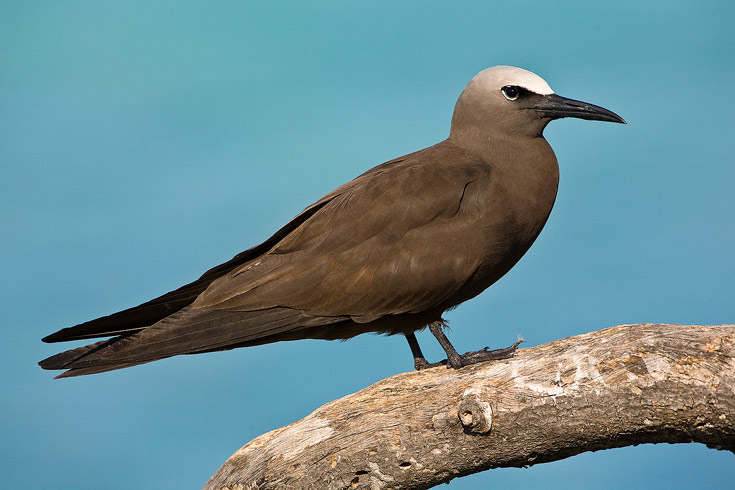 Brown Noddy, Dry Tortugas National Park, Florida, United States