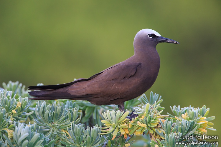 Brown Noddy, Dry Tortugas National Park, Florida, United States