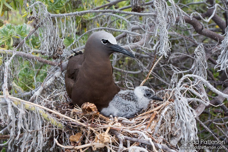 Brown Noddy, Dry Tortugas National Park, Florida, United States