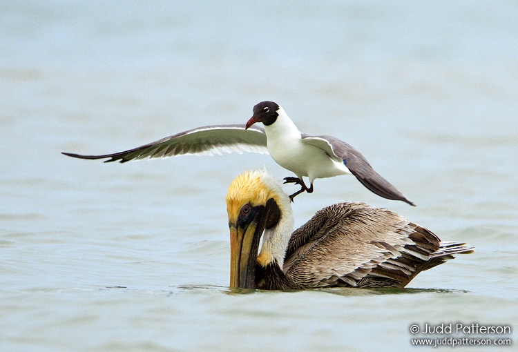 Brown Pelican, Fort De Soto Park, Florida, United States