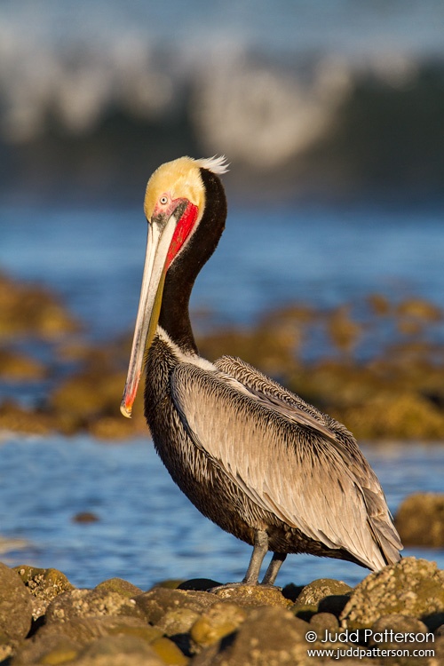 Brown Pelican, Malibu Lagoon, California, United States