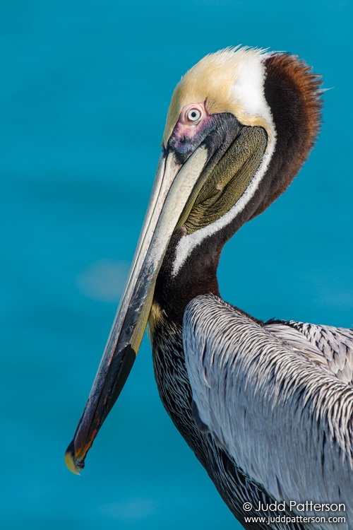 Brown Pelican, Dry Tortugas National Park, Florida, United States