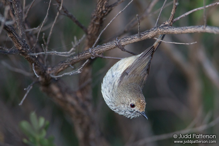 Brown Thornbill, Royal National Park, New South Wales, Australia