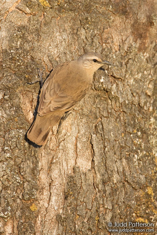Brown Treecreeper, Victoria, Australia