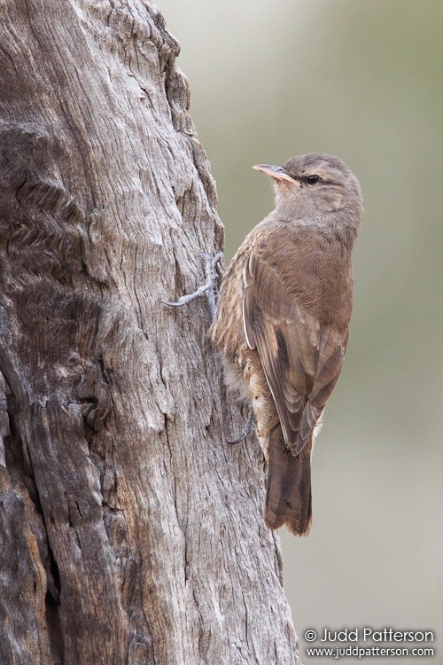 Brown Treecreeper, Wyperfeld National Park, Victoria, Australia