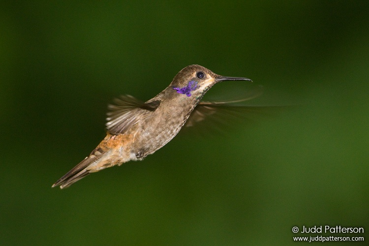 Brown Violetear, Rancho Naturalista, Cartago, Costa Rica