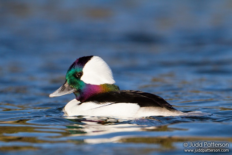 Bufflehead, Malibu Lagoon, California, United States