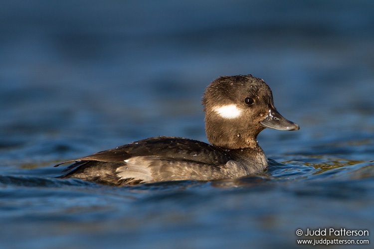 Bufflehead, Malibu Lagoon, California, United States