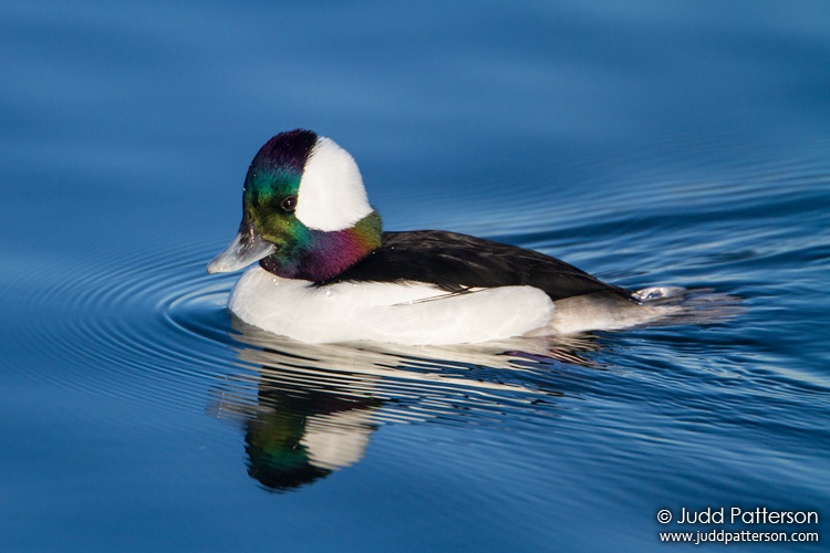 Bufflehead, Bolsa Chica Ecological Reserve, California, United States