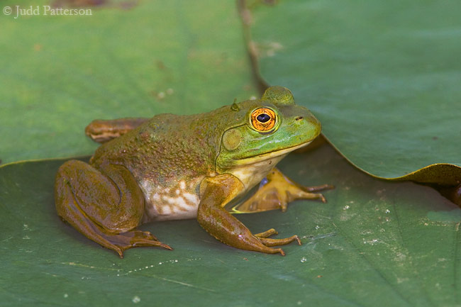 Bullfrog, DeSoto National Wildlife Refuge, Nebraska, United States