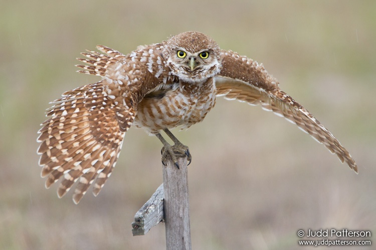 Burrowing Owl, Cape Coral, Florida, United States