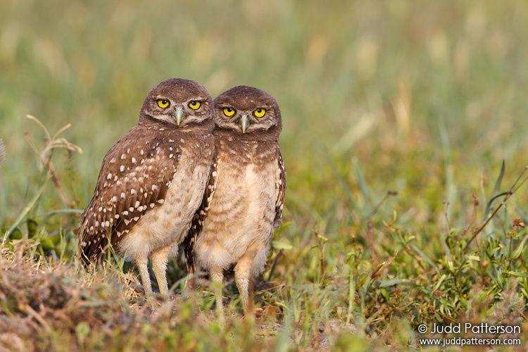 Burrowing Owl, Brian Piccolo Park, Florida, United States