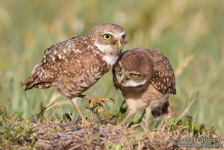 Burrowing Owl, Brian Piccolo Park, Florida, United States