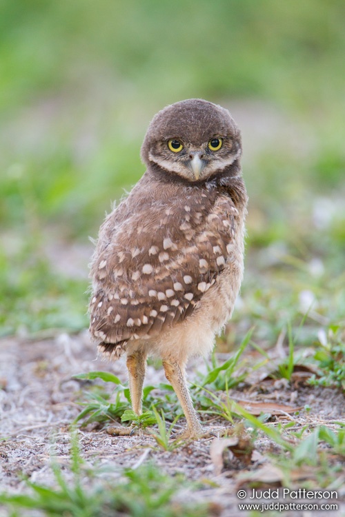 Burrowing Owl, Brian Piccolo Park, Florida, United States