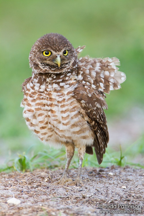 Burrowing Owl, Brian Piccolo Park, Florida, United States