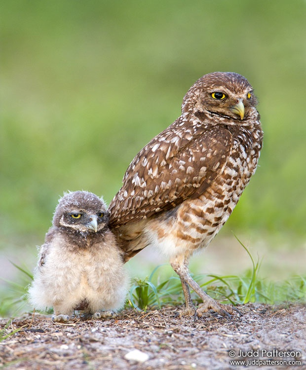 Burrowing Owl, Broward County, Florida, United States
