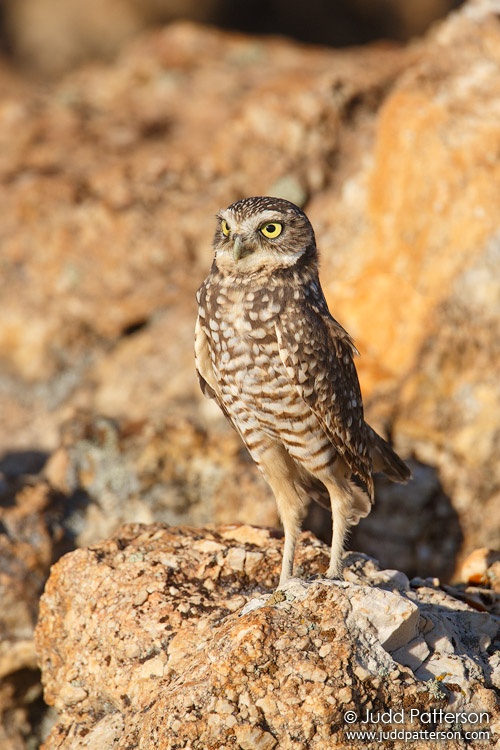Burrowing Owl, Antelope Island State Park, Utah, United States