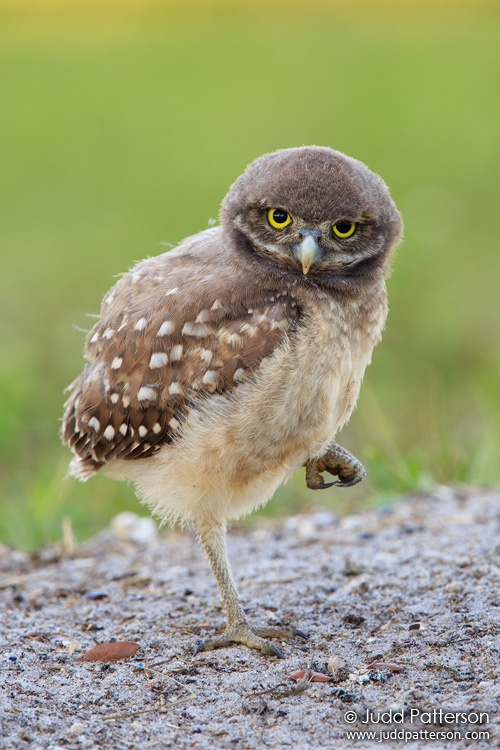 Burrowing Owl, Broward County, Florida, United States