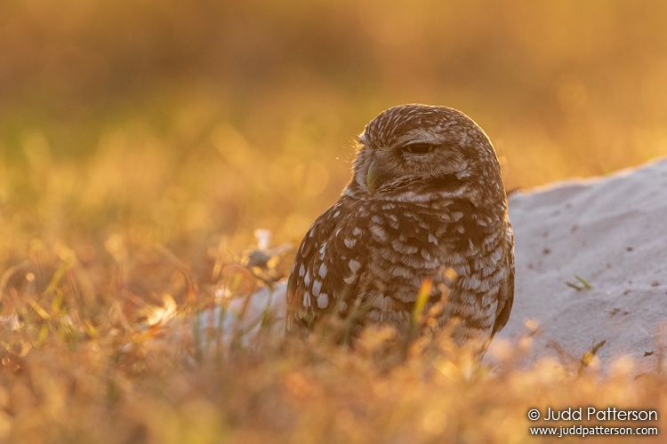 Burrowing Owl, Broward County, Florida, United States