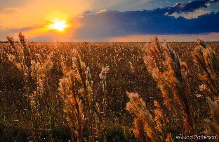 Bushy Bluestem, Everglades National Park, Florida, United States