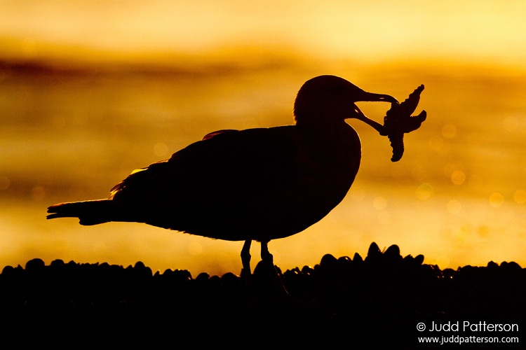 California Gull, Crystal Cove State Park, California, United States