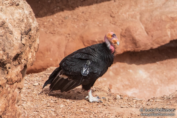 California Condor, Glen Canyon National Recreation Area, Arizona, United States