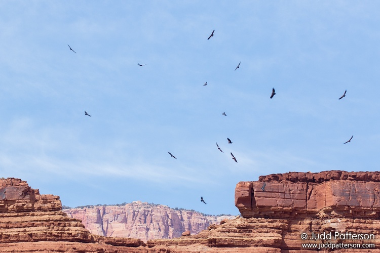 California Condor, Glen Canyon National Recreation Area, Arizona, United States