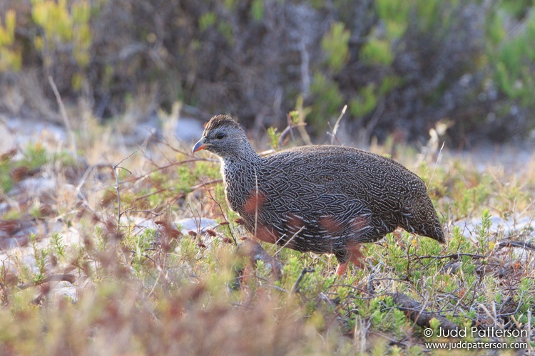 Cape Francolin, Table Mountain National Park, Western Cape, South Africa
