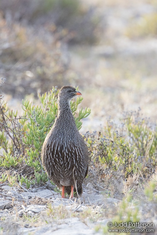 Cape Francolin, Table Mountain National Park, Western Cape, South Africa